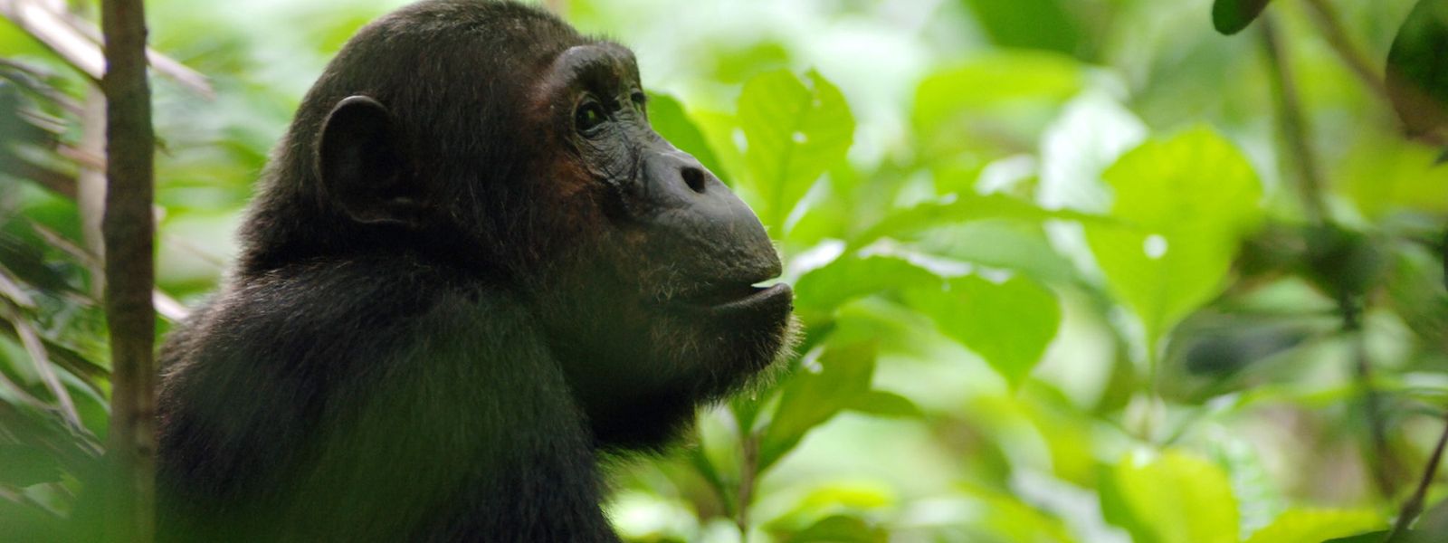 10 Gründe, nach Uganda zu reisen