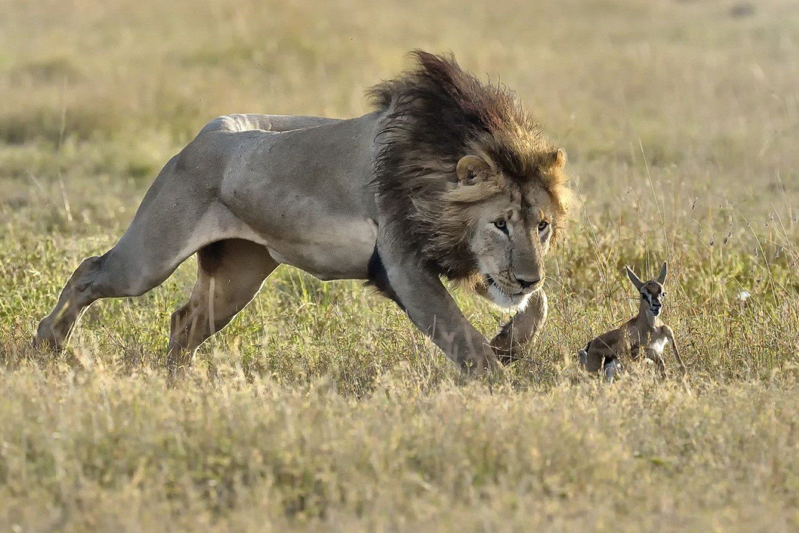 Safari à Sabi Sand - Épisode 3 [VIDÉO] : La chasse des lions