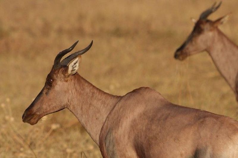 Timbavati | Antilope Tsessebe