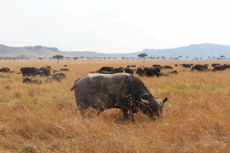 The Masai Mara