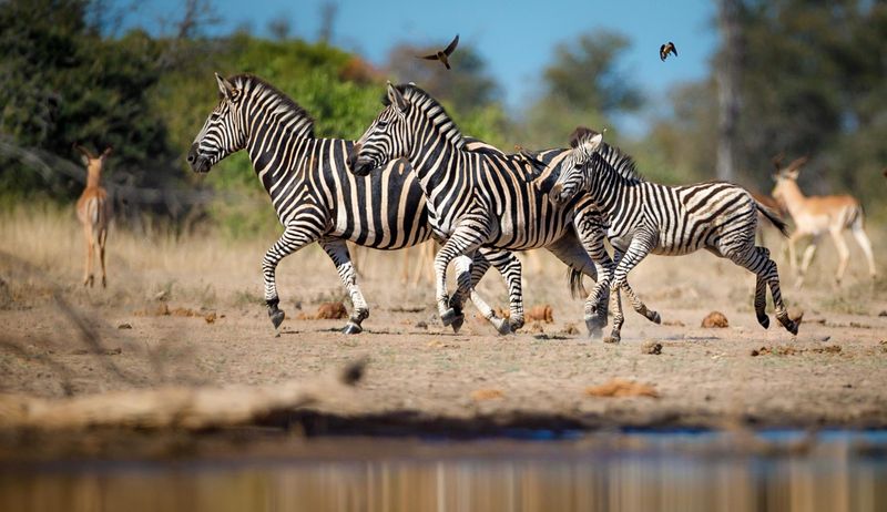 Zebras in the Timbavati on safari with Tanda Tula