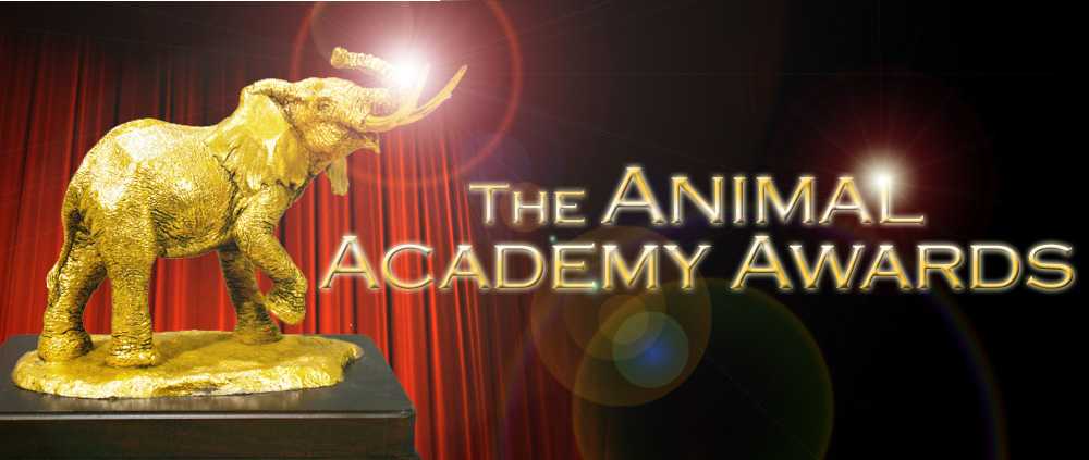 The (other) Academy Awards