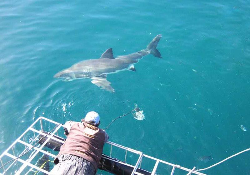 Shark Cage Diving
