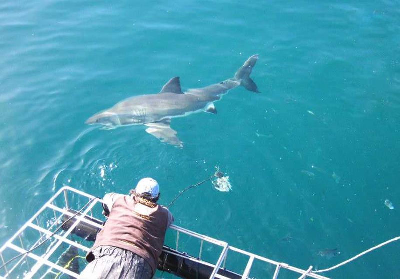 Shark Cage Diving