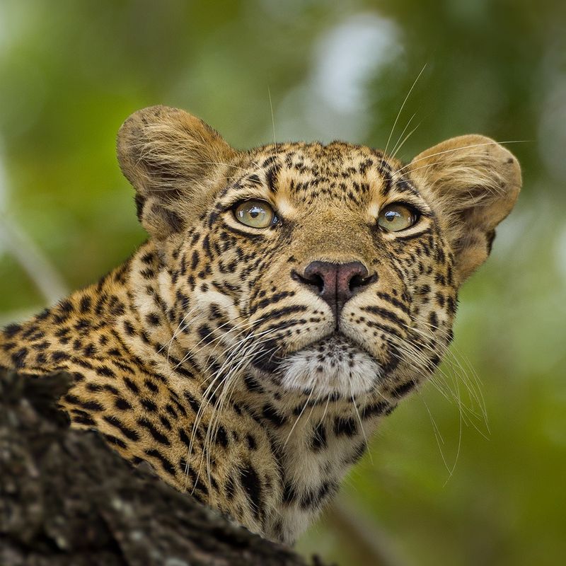 Léopards de Londolozi : Ndzanzeni