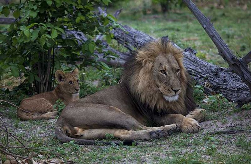 The lions of Zarafa