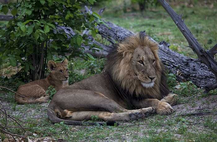 The lions of Zarafa