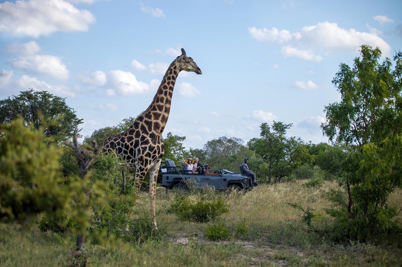 Giraffe in foreground with safari vehicle behind 