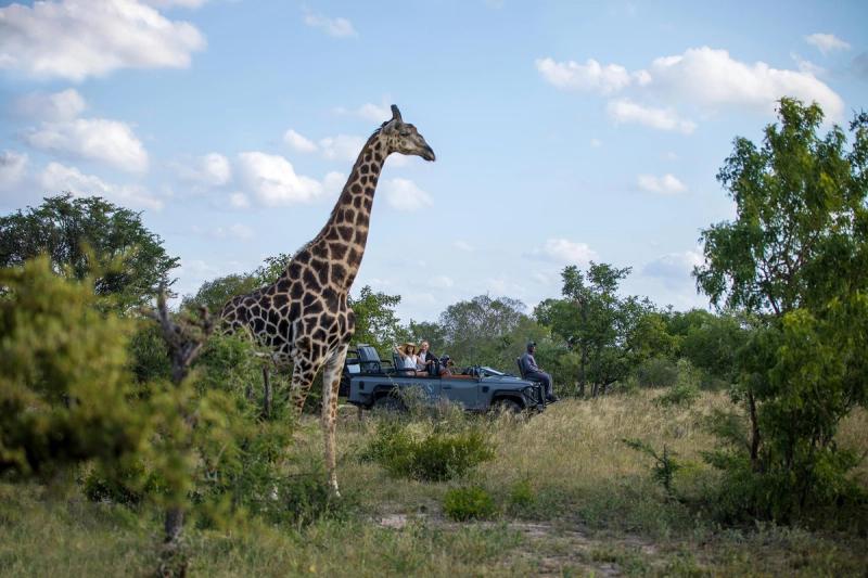 Giraffe in foreground with safari vehicle behind