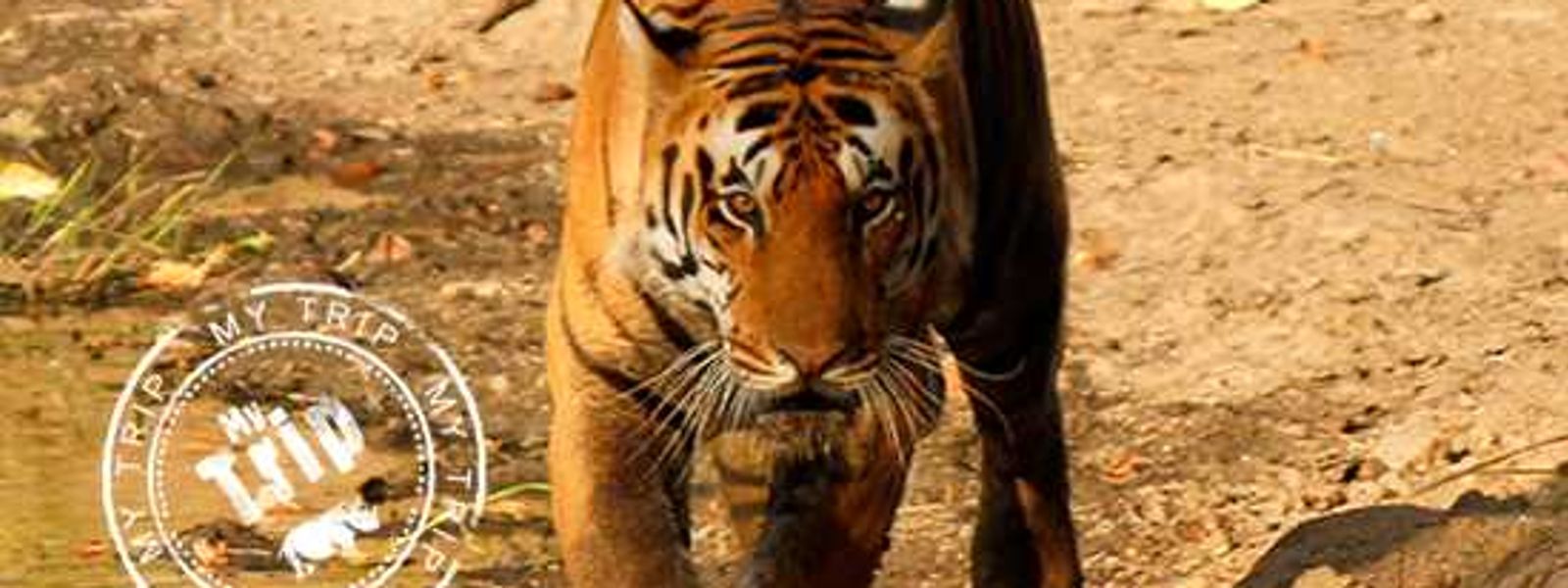 My Trip | Not one tiger, twelve.