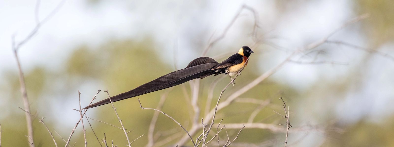 Silvan Safari Blog: Birdlife at Silvan