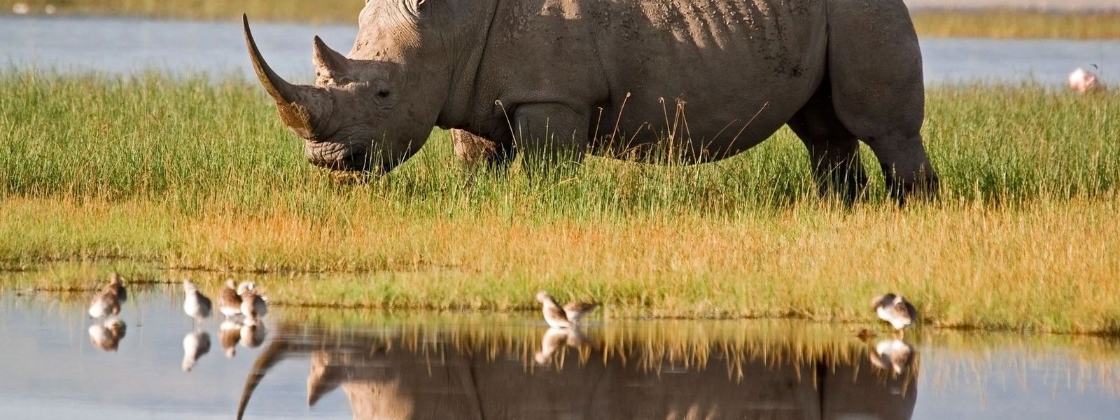 World Rhino Day 2015 In Photos