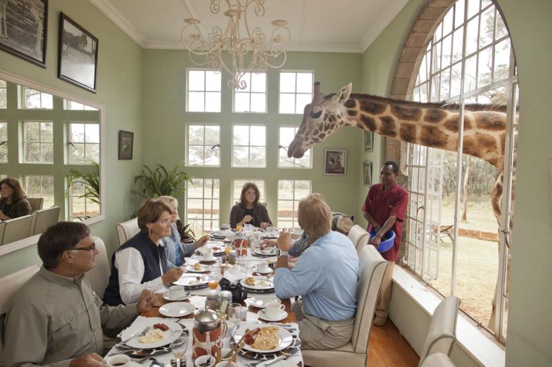 Las jirafas son huéspedes habituales del desayuno en Giraffe Manor