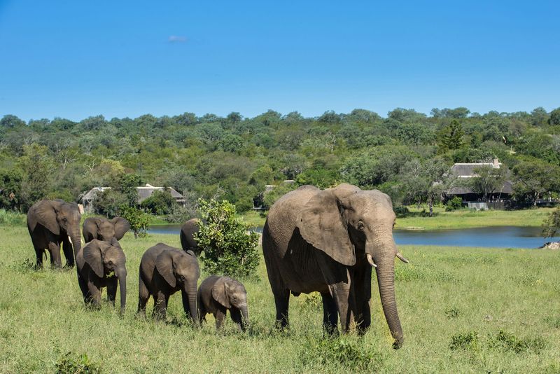 A herd of elephants, including adults and calves, walks through grassy plains near a waterhole with Chitwa Chitwa and dense trees in the background under a clear blue sky.
