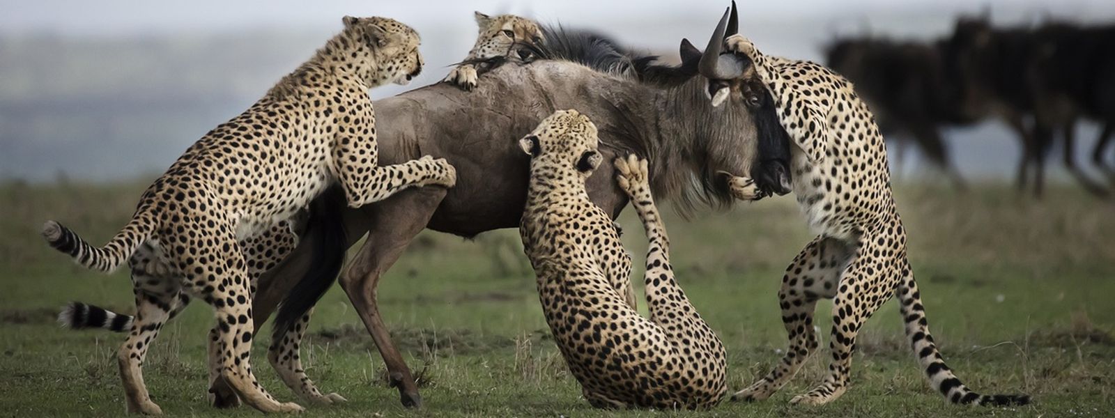 Conheça o vencedor do Africa's Photographer of the Year 2017