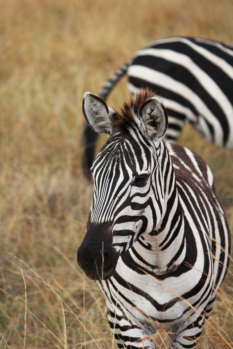 The Masai Mara