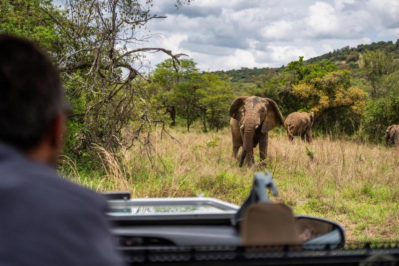 An elephant in Akegera National Park in Rwanda, the best time to go to Rwanda to see the Big 5