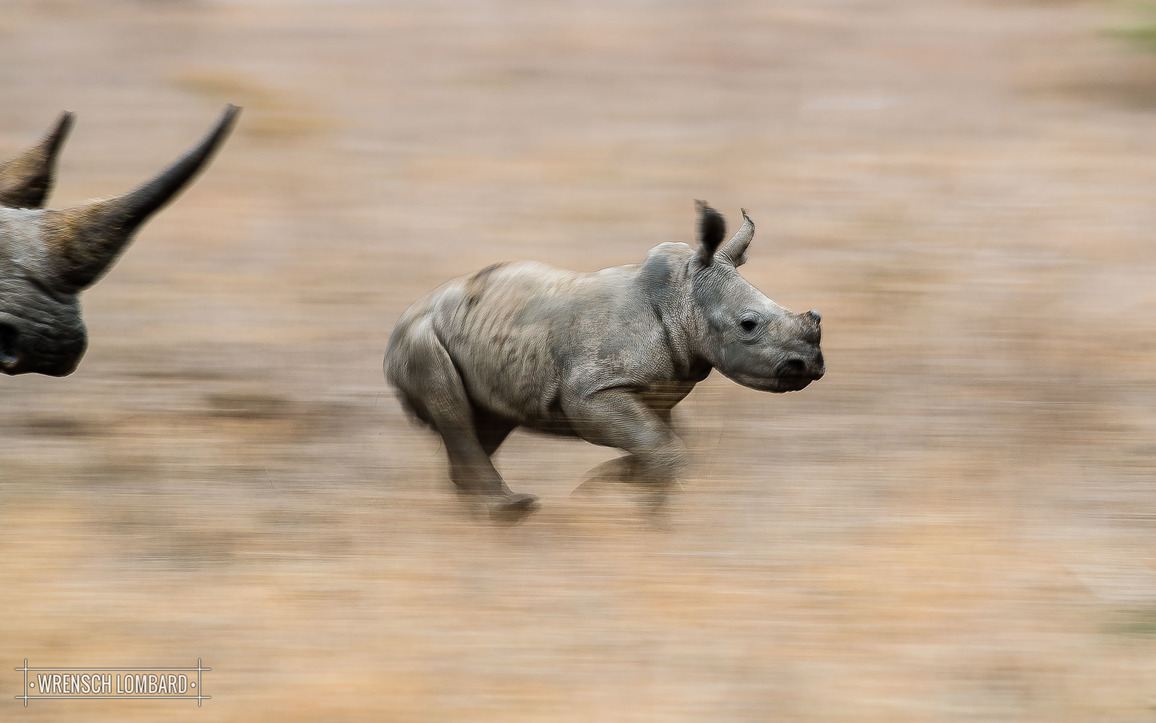 Nos aurevoirs à Sudan, dernier mâle rhinocéros blanc du Nord