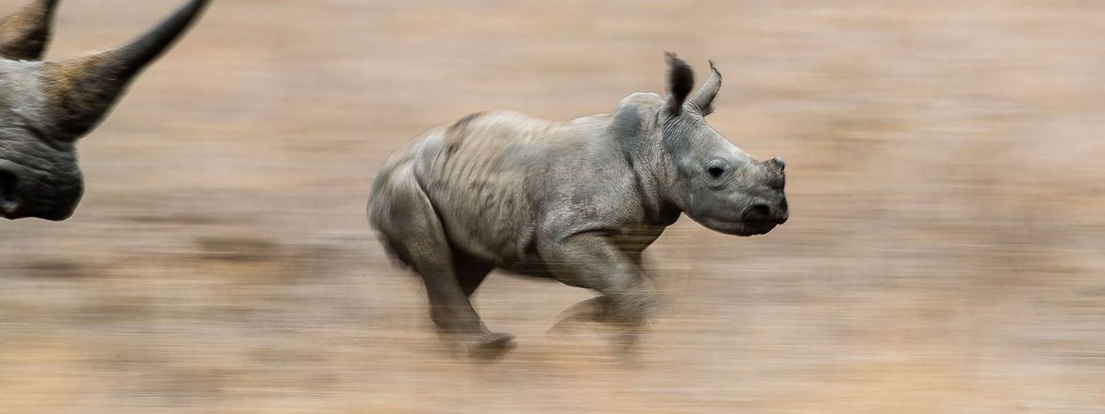 Nos aurevoirs à Sudan, dernier mâle rhinocéros blanc du Nord