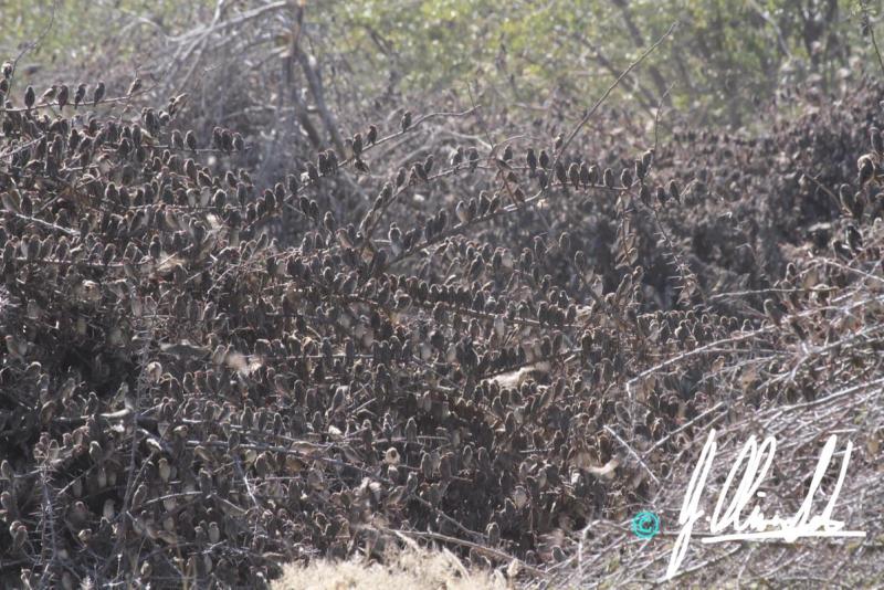 Birds in Namibia