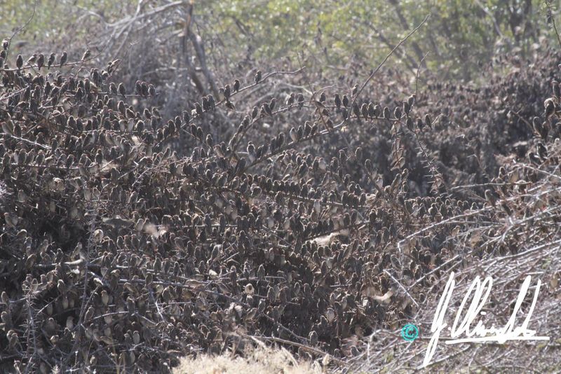 Birds in Namibia