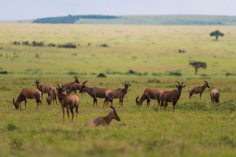 Maasai Mara: Siempre hay algo nuevo por descubrir, incluso para los más experimentados en safaris