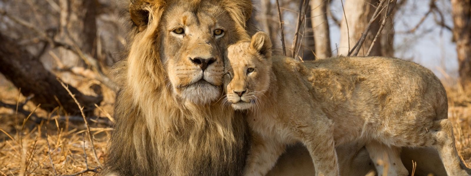 Dear Aussies: Why You, Too, Should Travel to Kruger National Park