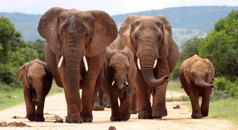 Nationalparks an der Garden Route: Eine Elefantenherde marschiert im Addo Elephant Park einen Weg entlang