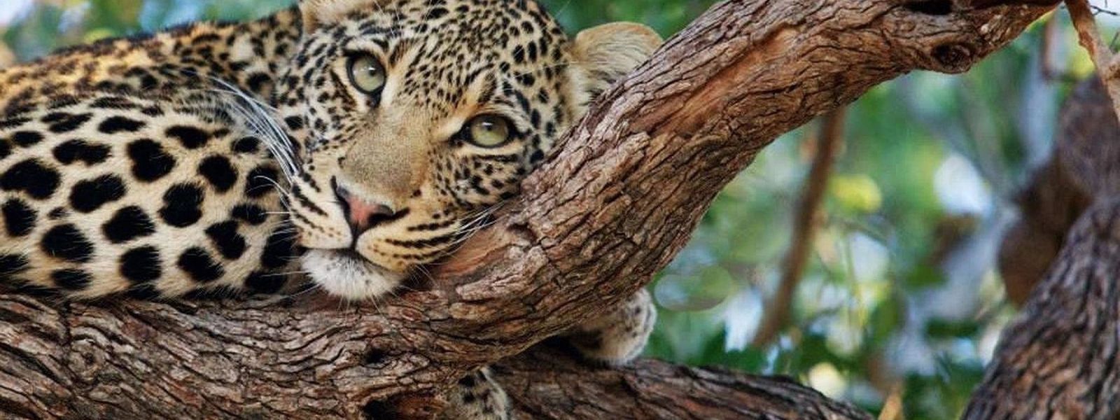 Londolozi y el primer leopardo de Sabi Sand