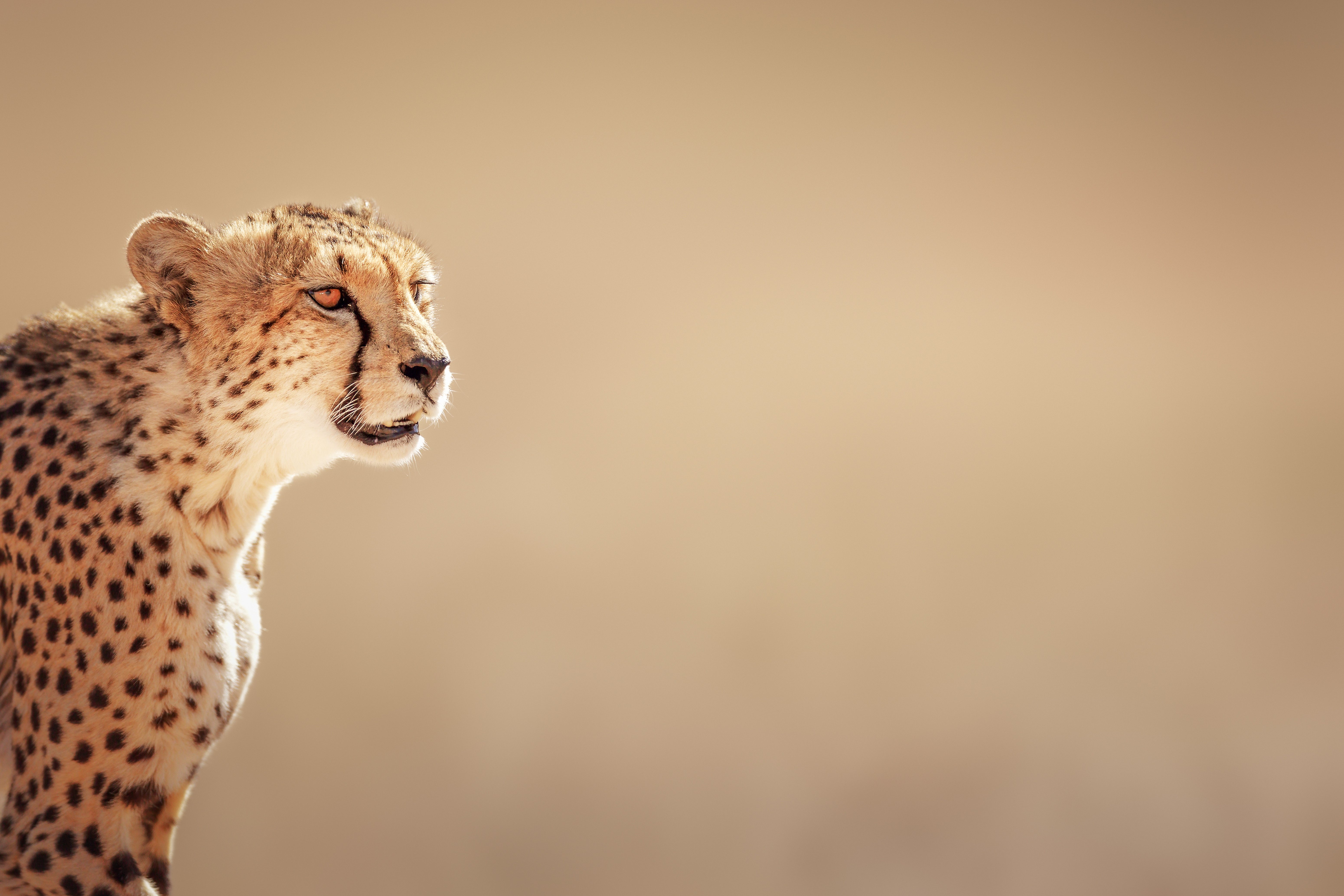 Wildlife Wonder: Top 8 Animals You Can Find at Phinda Private Game Reserve