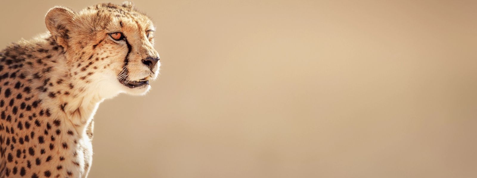 Wildlife Wonder: Top 8 Animals You Can Find at Phinda Private Game Reserve