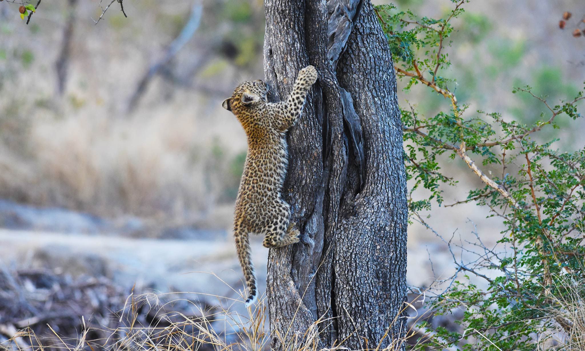 Silvan's Leopards: Tiyani’s Legacy Continues with Her Cubs