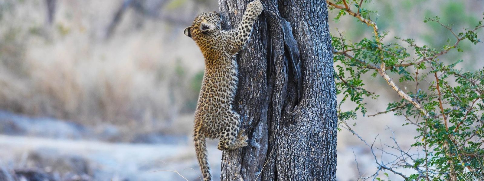 Silvan's Leopards: Tiyani’s Legacy Continues with Her Cubs