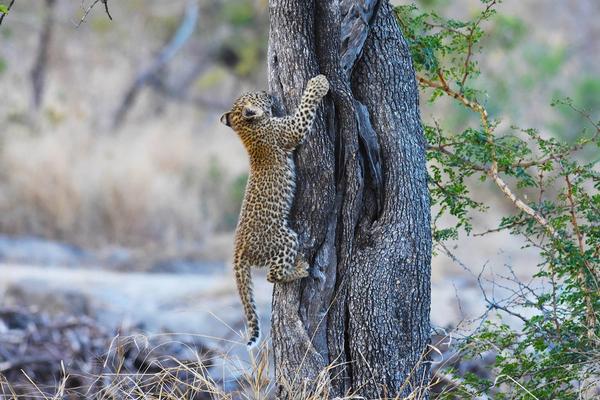 Silvan's Leopards: Tiyani’s Legacy Continues with Her Cubs