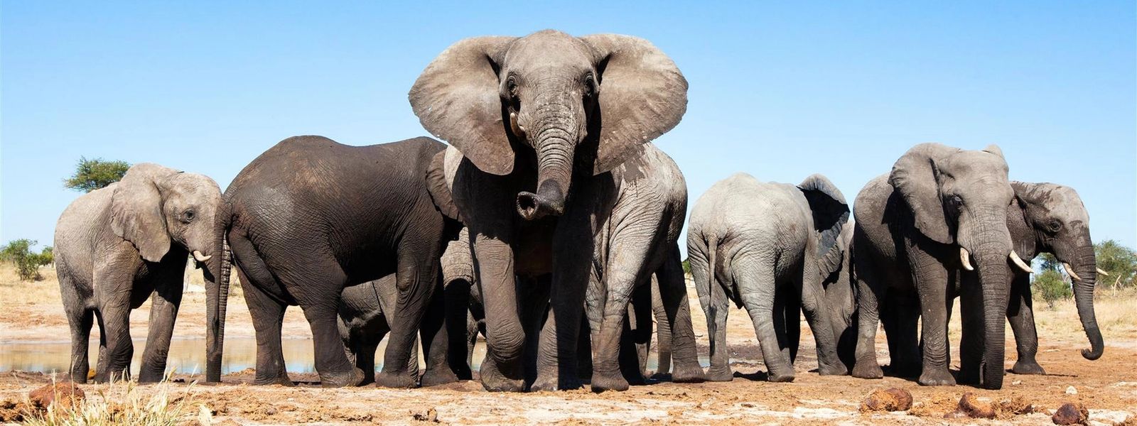 Booking your African Safari with Confidence during Covid-19