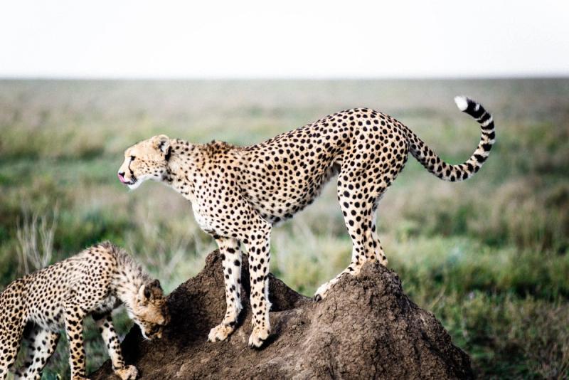 Two cheetahs in the plains of Tanzania