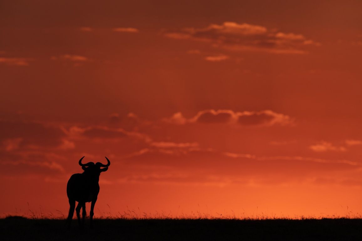 Celebrating APOTY's 'Wildlife Portraits' Entries