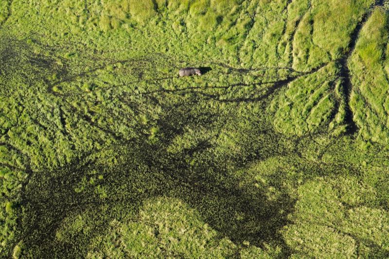 Aerial view of the Okavango Delta 