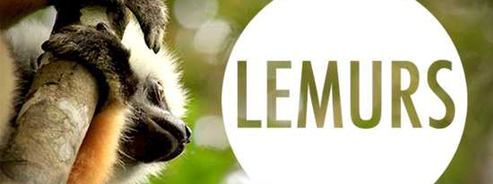 The Most Endangered Mammal of Them All