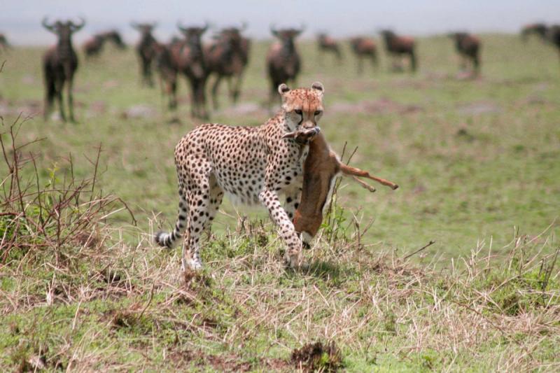 A cheetah with its kill on the plains of East Africa
