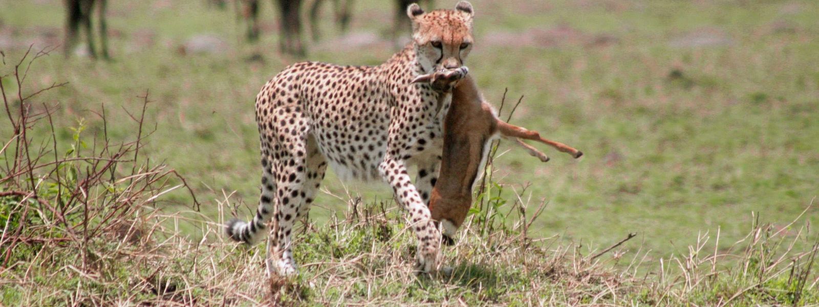 East Africa's Greatest Attractions - Infographic