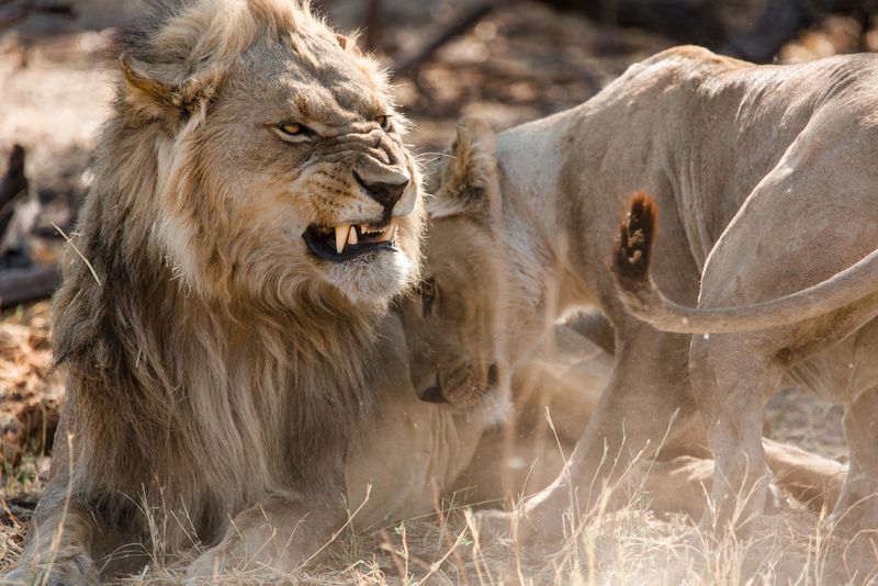 snarling-lion