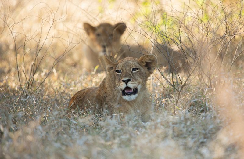 A young lion cub resting in dry grass, with another cub visible in the background at Chicari Camp in Mozambique.