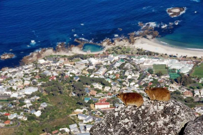 "Looking west at the Atlantic Seaboard, where we had driven the day before, we noticed the little brown Dassies (Dutch for badger) perched on the rocks just below us. These little animals are the elephant’s closest relative, believe it or not. They were lazing on the rocks below us, basking in the sun.As a keystone animal, they are food for predators like Eagles, Caracal, and Leopards. They look lazy and slow, but if threatened they can disappear into the rocks in a hurry. Their rib cages collapse, allowing them to squeeze through the tiniest of spaces."