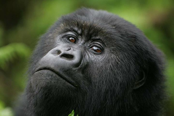 Africa´s most wanted - Was können Sie wo sehen?