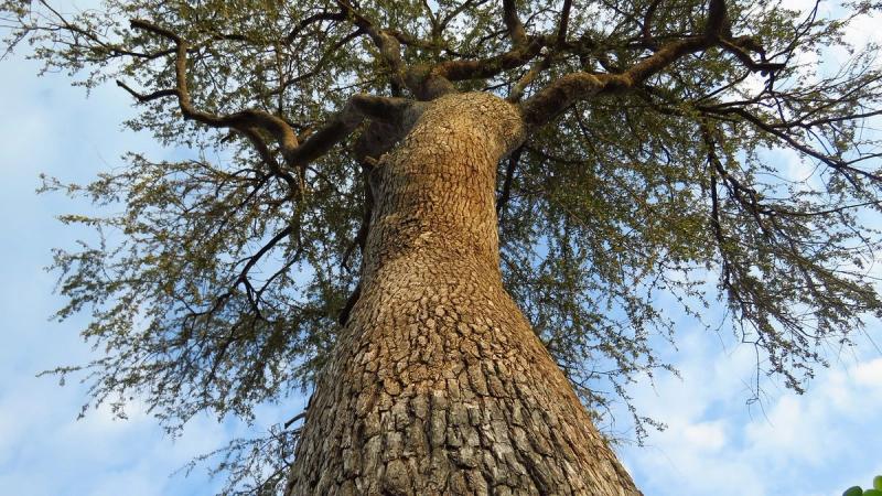 leadwood-view-up-trunk