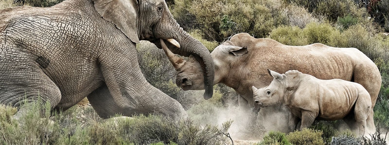 Éléphant vs Rhinocéros : Impressionnante altercation !