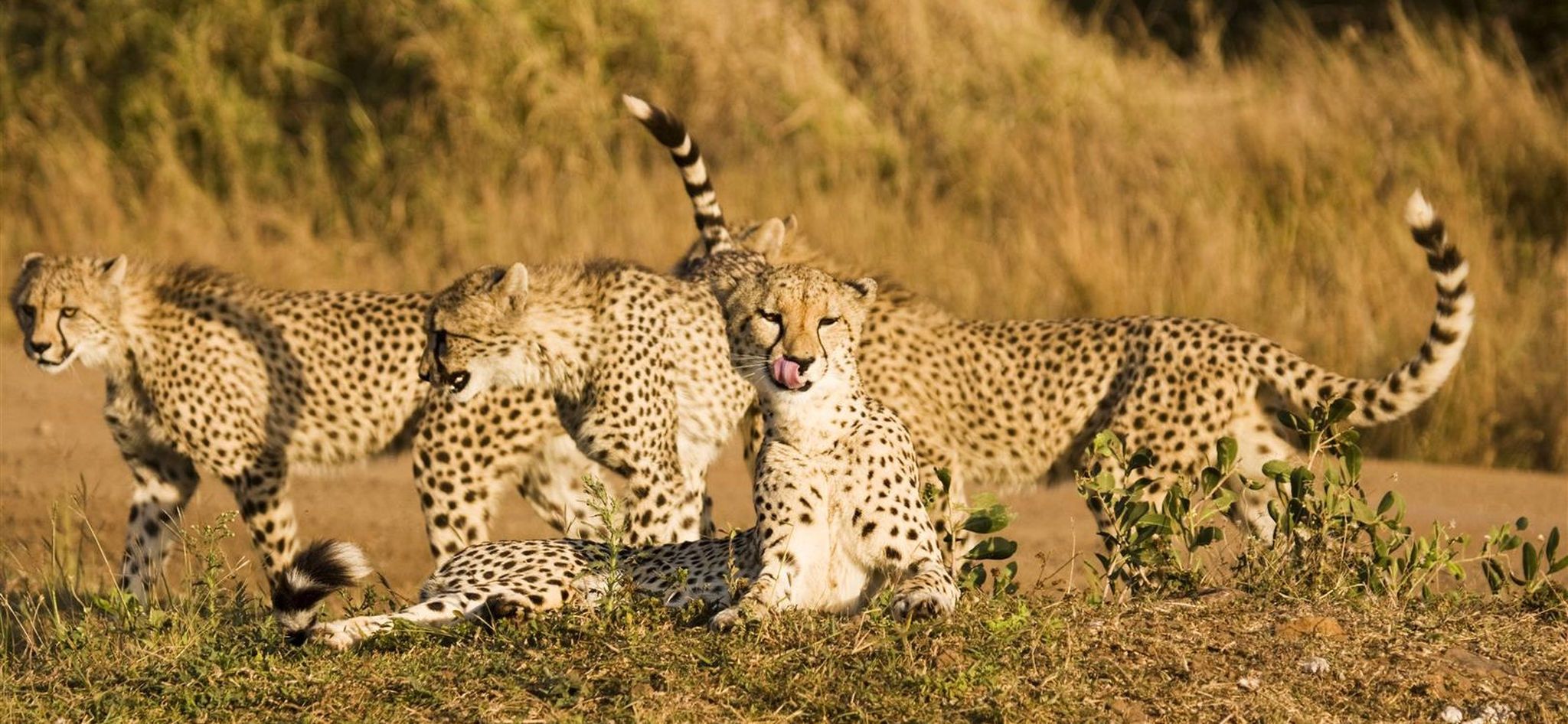 Cheetah vs. Leopard: Do You Know the Difference?