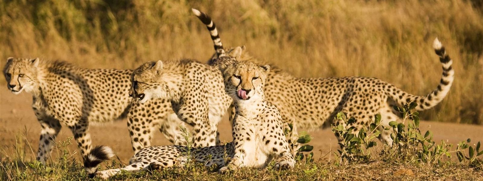 Cheetah vs. Leopard: Do You Know the Difference?