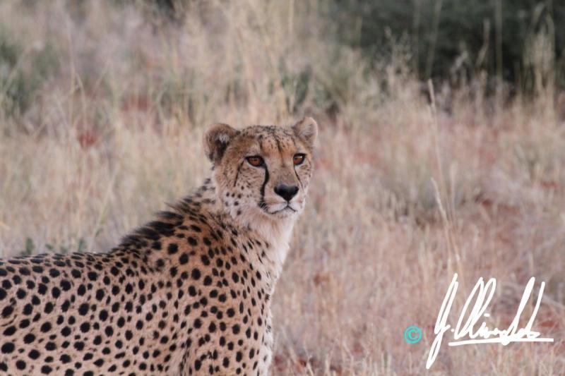 Cheetah in the Kalahari